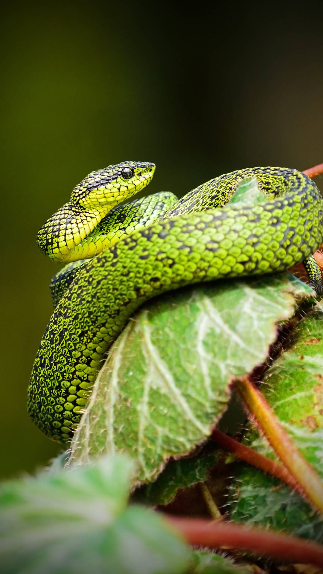 Ways to Keep Snakes Out of Your Yard