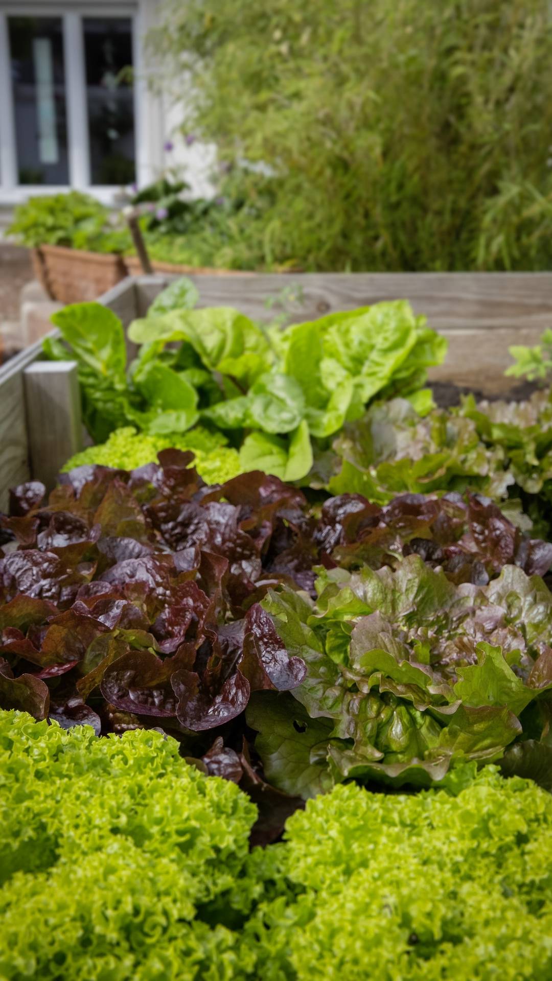Raised-Bed Gardening Tips for Beginners