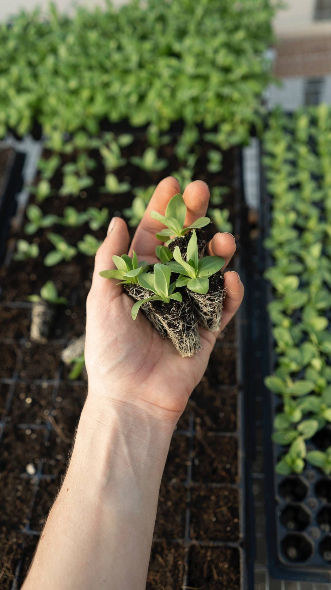 Seeds are the starting point of any plant. 