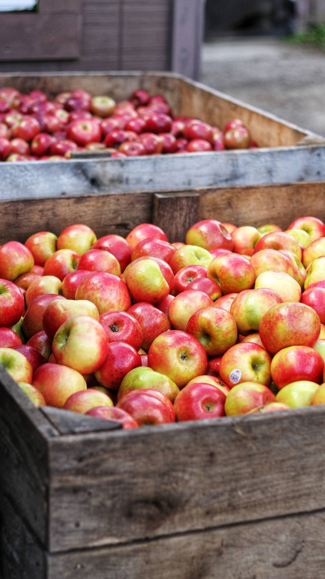 Keep your apples stored in a cool, dry place away from direct sunlight. 