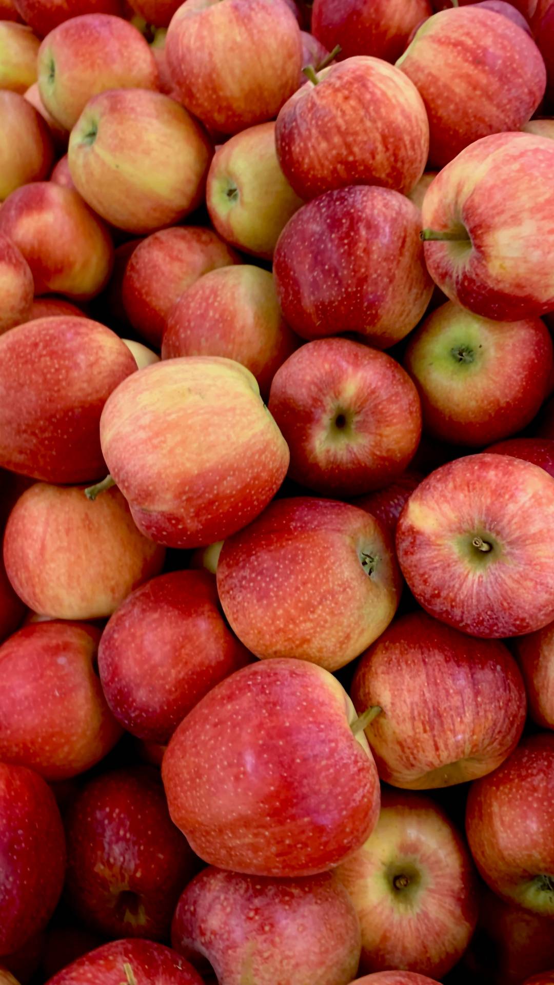 Store Apples at Room Temperature.