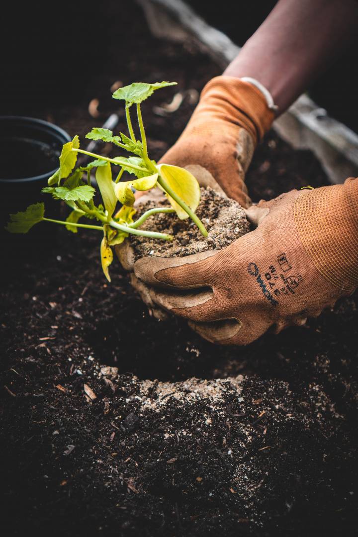 Gourmet Gardens: How To Grow A Gourmet Garden In Your Backyard
