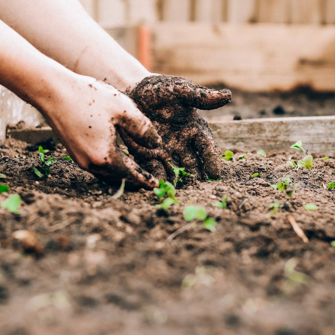 Once you've found the perfect spot, it's time to start preparing the soil. Gourmet gardens need rich, well-drained soil to thrive. You can either buy bags of…