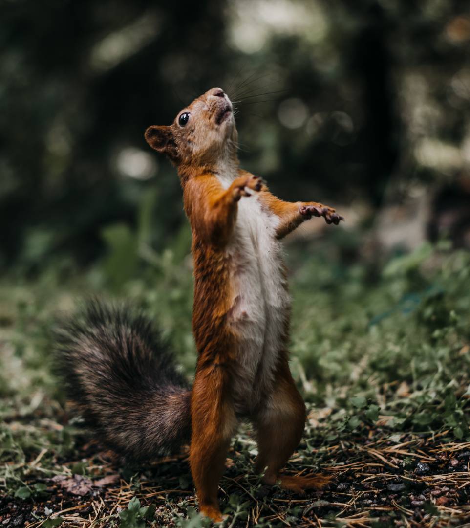 How to Repel Squirrels from Your Yard, Feeders, and Garden