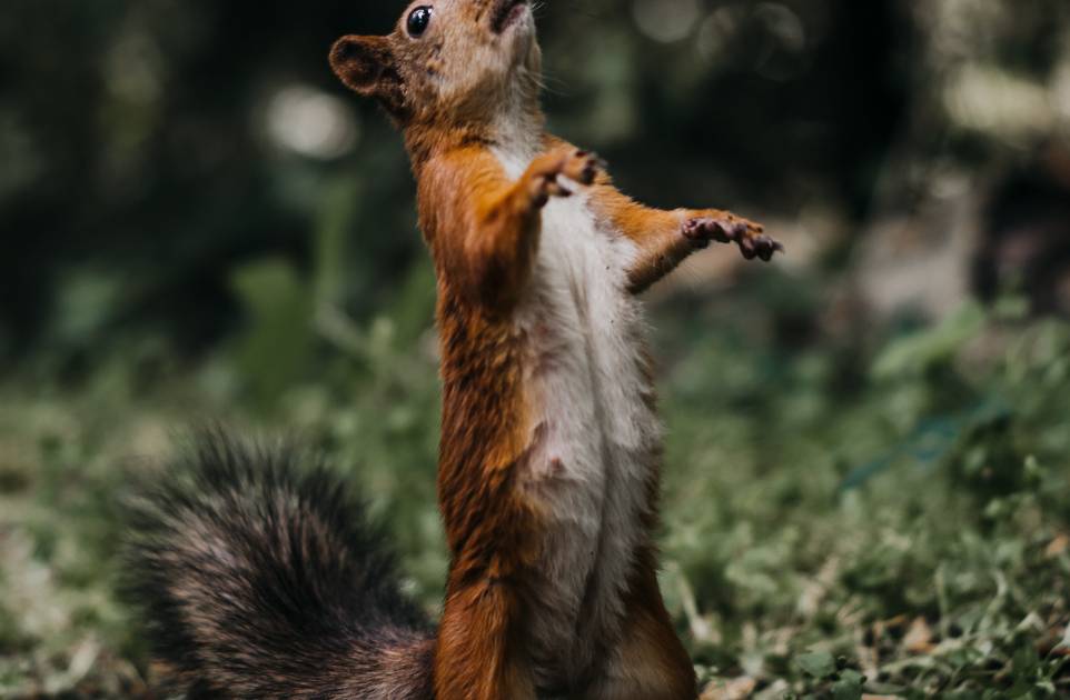 How to Repel Squirrels from Your Yard, Feeders, and Garden Story