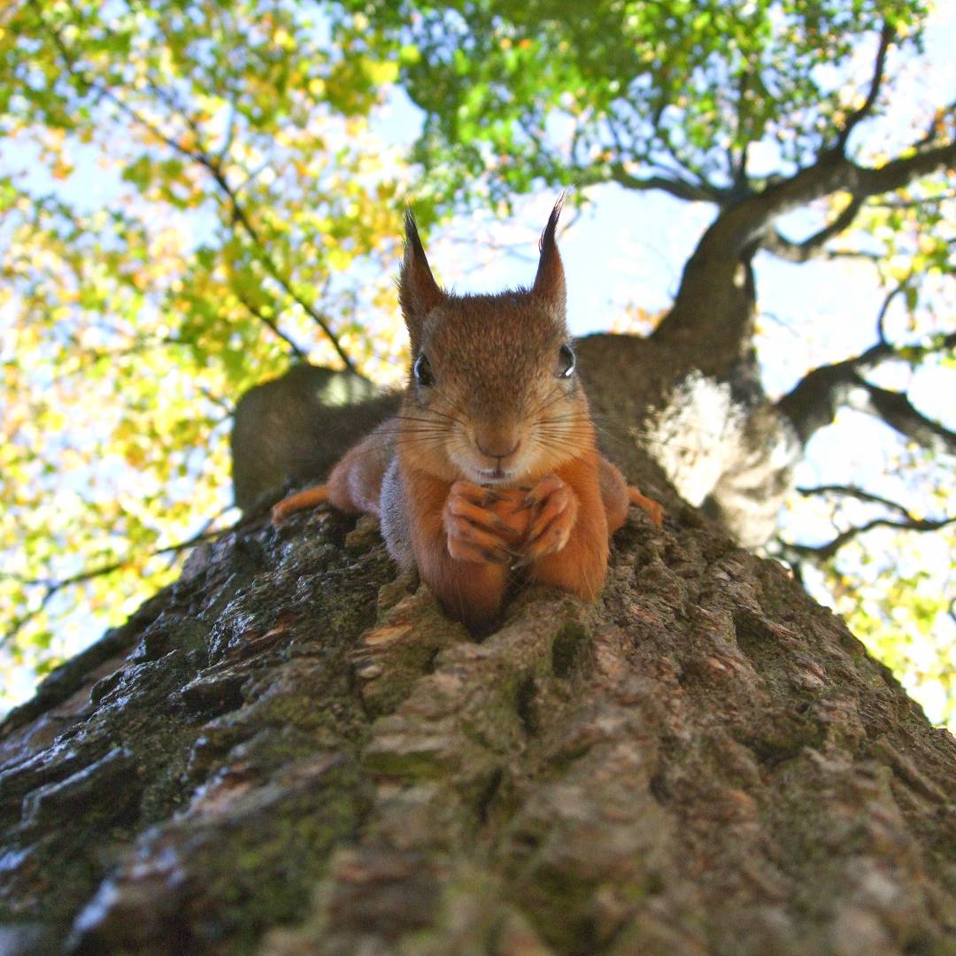 Does tree wrap prevent squirrels?