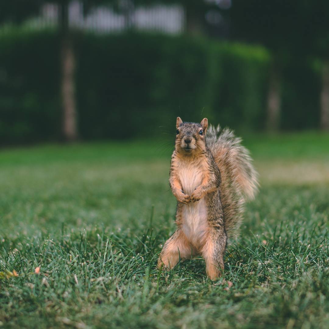 How do you prevent squirrels from chewing on wires?