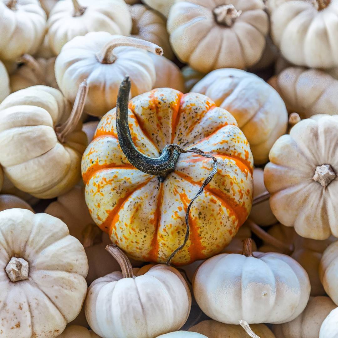 Put out a pumpkin or two