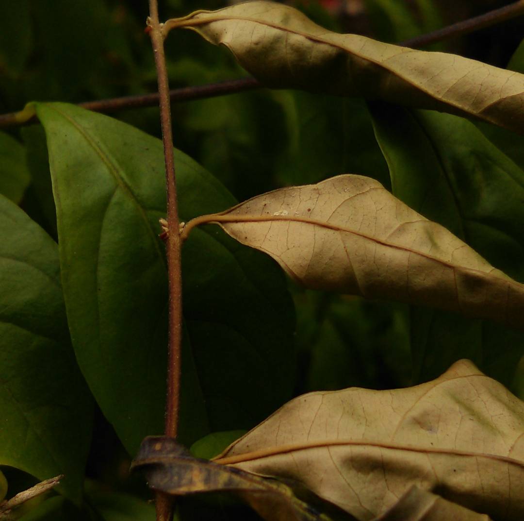 How to plan your garden around the changing climate