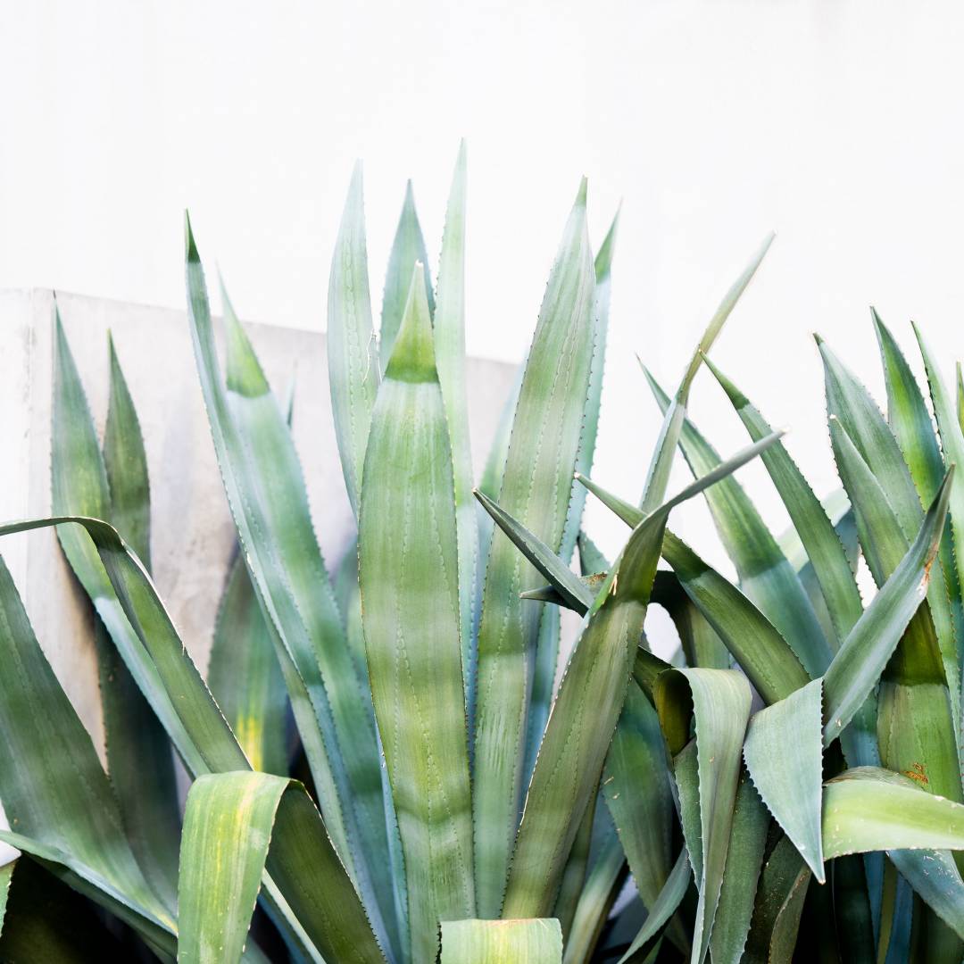 The best plants to grow in your garden based on your climate