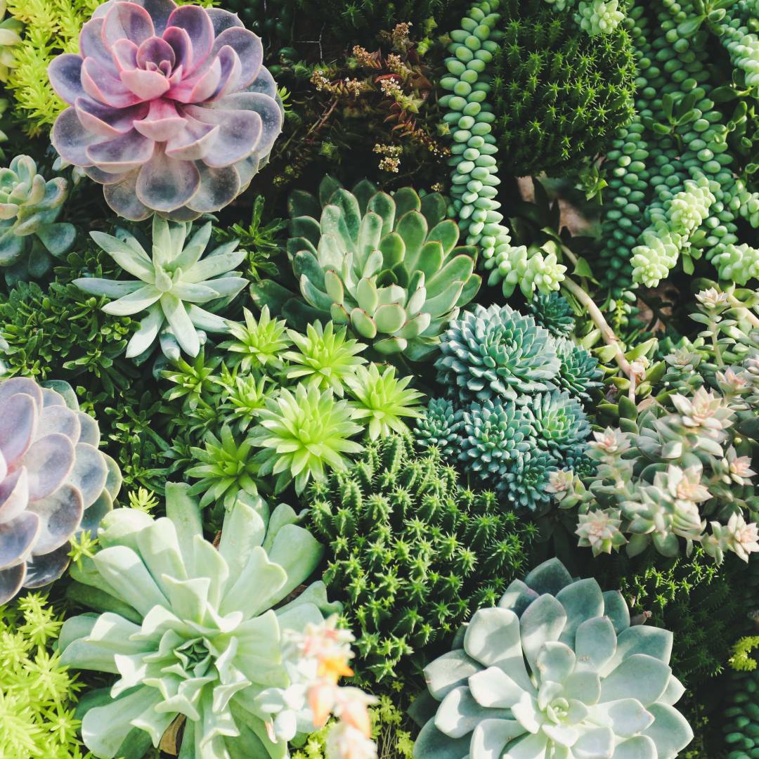 Gardening with climate change in mind