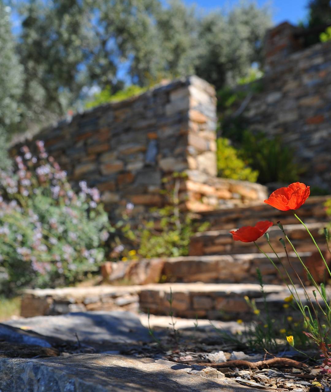 Benefits of Landscaping with Rocks