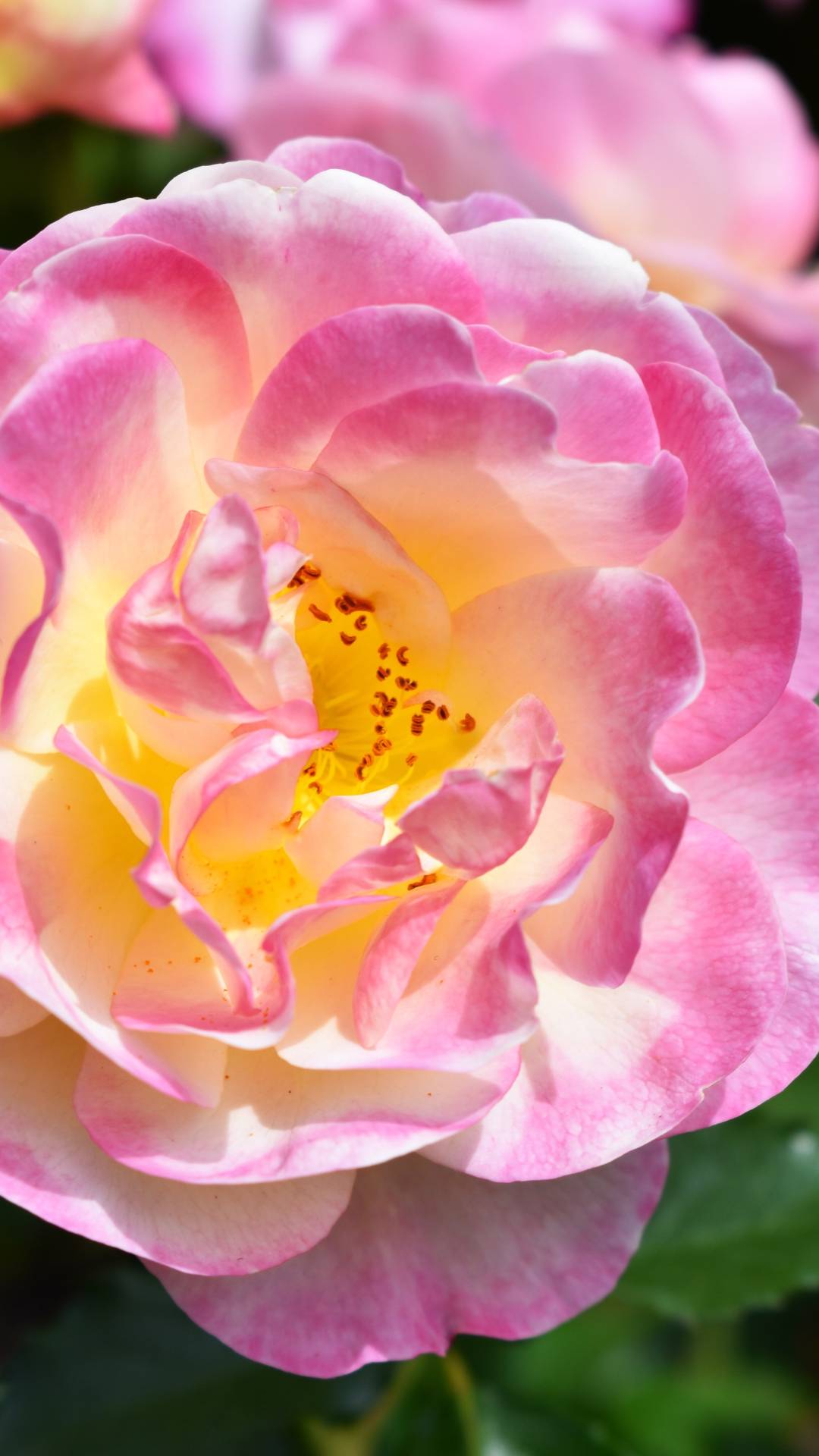 The Ultimate Guide to Rose Gardens: Tips, Tricks, and FAQs