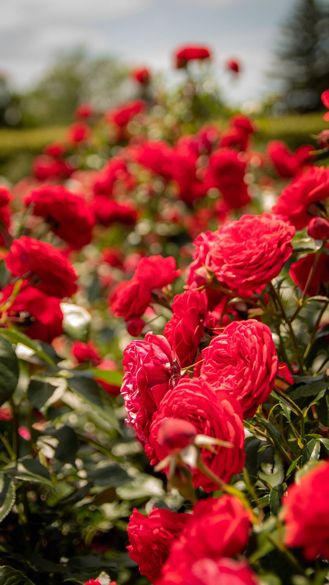 Choosing the Right Roses