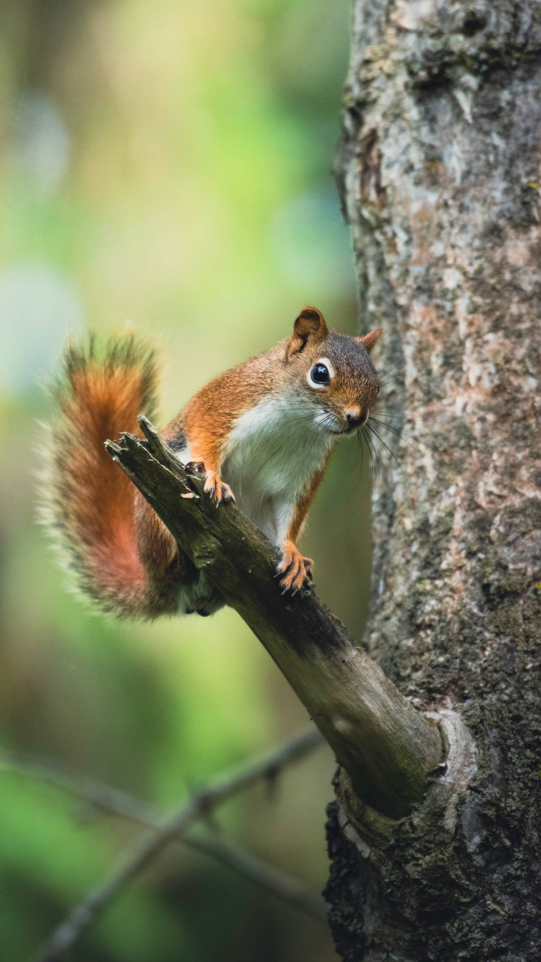 What is Squirrel Repellent?