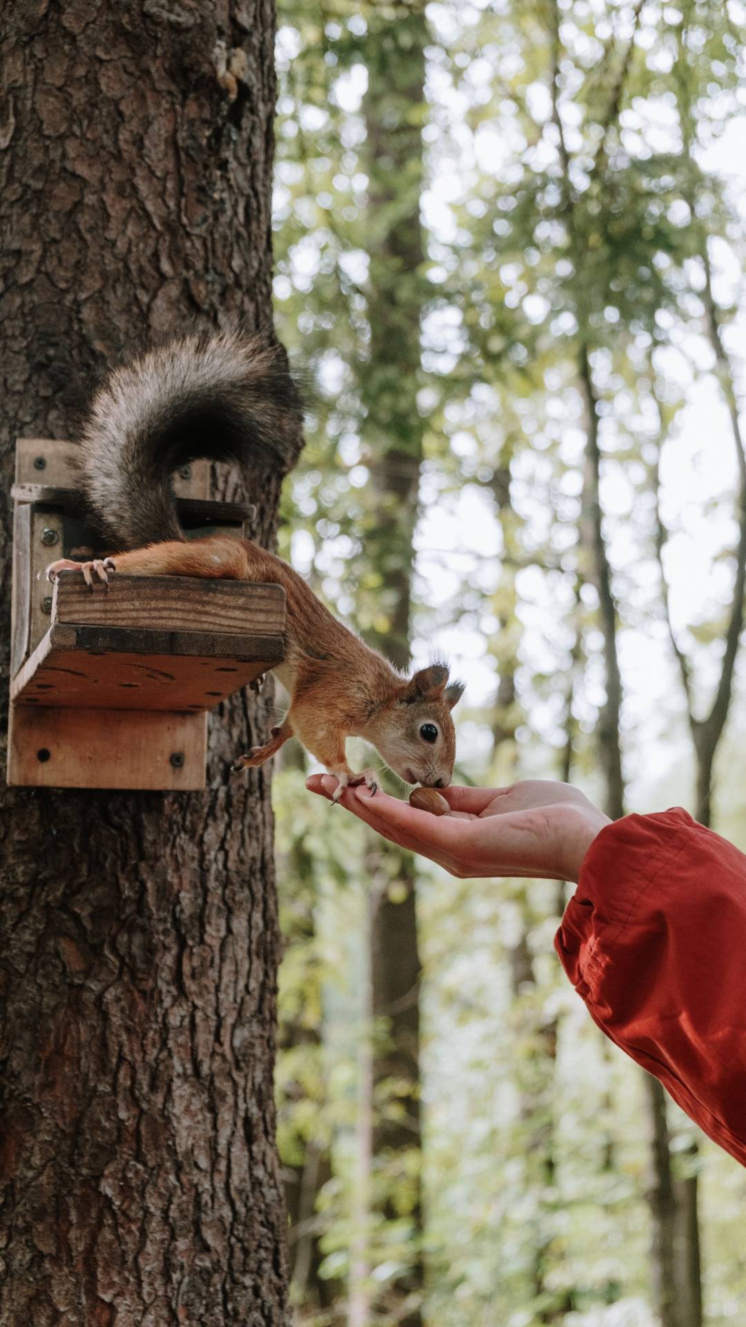 How do Squirrel Repellents Work?