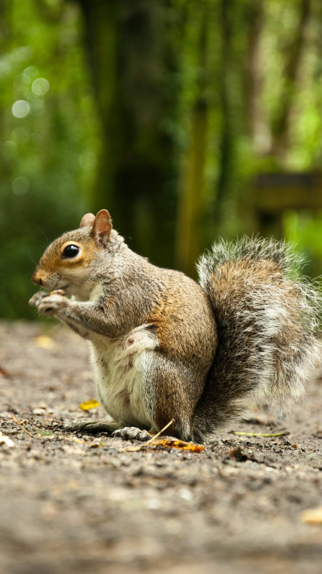 What are the Best Natural Squirrel Repellents?
