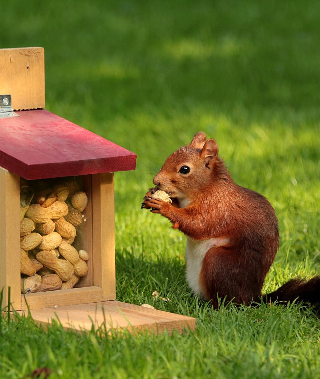 Keep Squirrels Away with These Effective Squirrel Repellents