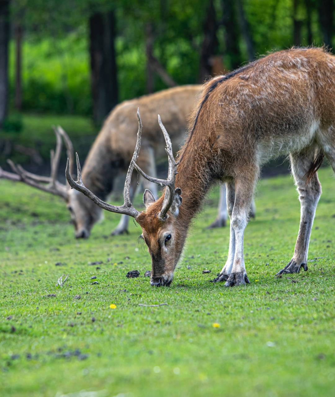 How to Stop Deer from Eating Your Garden Beds