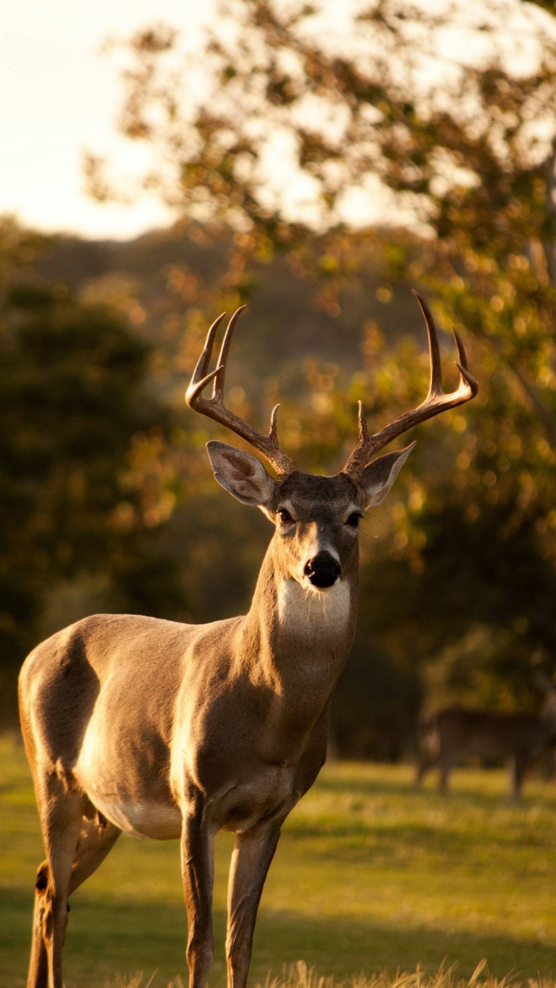 What are some natural deer repellents?
