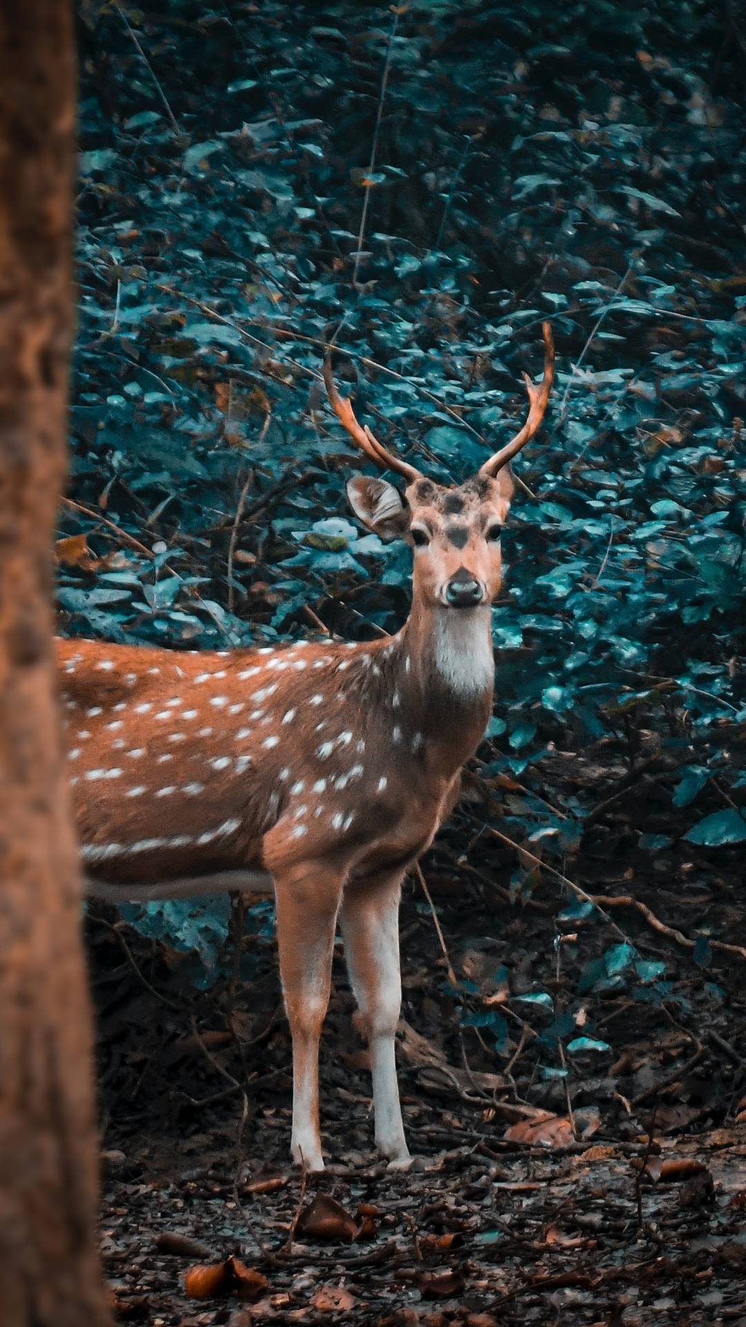 What are some common ways to deter deer from garden beds?